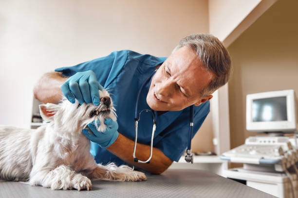 Best Same-Day Emergency Dental Services in Rushville, IN